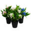 Anari 18cm Faux Tree in Pot