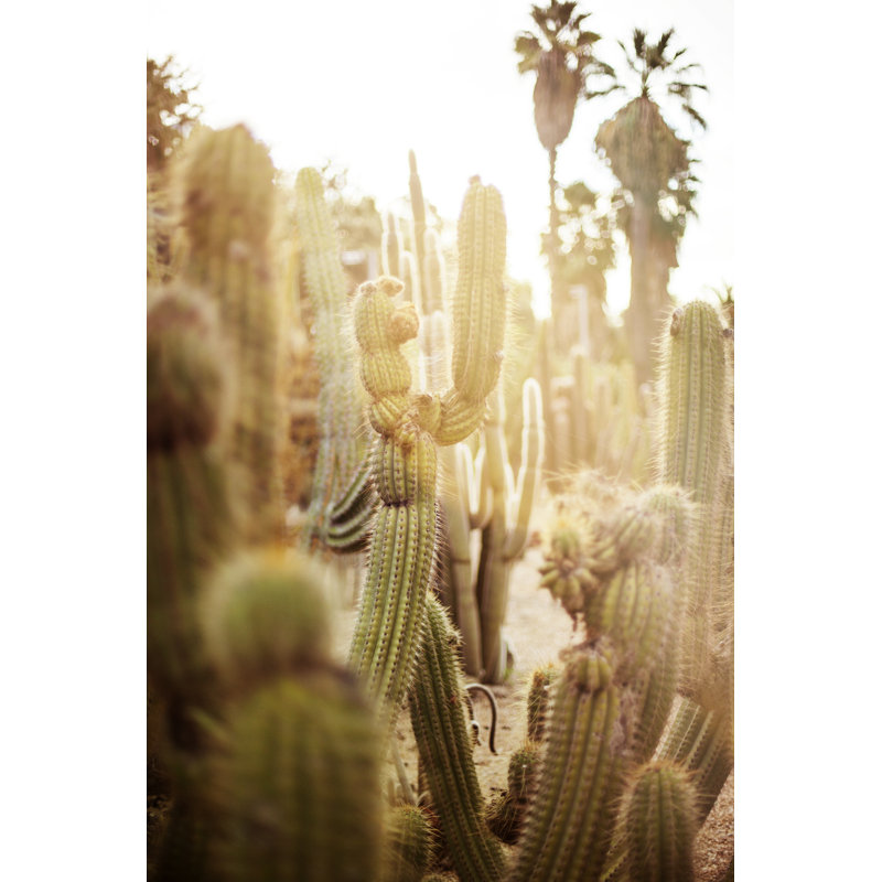 Various Cactus In Desert by Orbon Alija - No Frame Art Prints on Canvas, 122cm H x 81cm W
