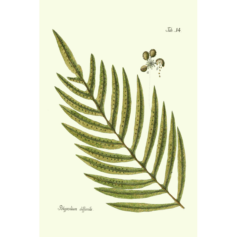 Petite fougère antique I, H 36 po x l 24 po