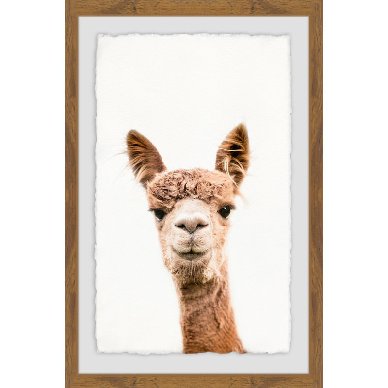 Llama Face II - Single Picture Frame Print, 46 cm H x 30 cm W