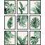 Vert, pastel, plante tropicale, variété, nature, désert, feuilles de Monstera-92573571-92573572