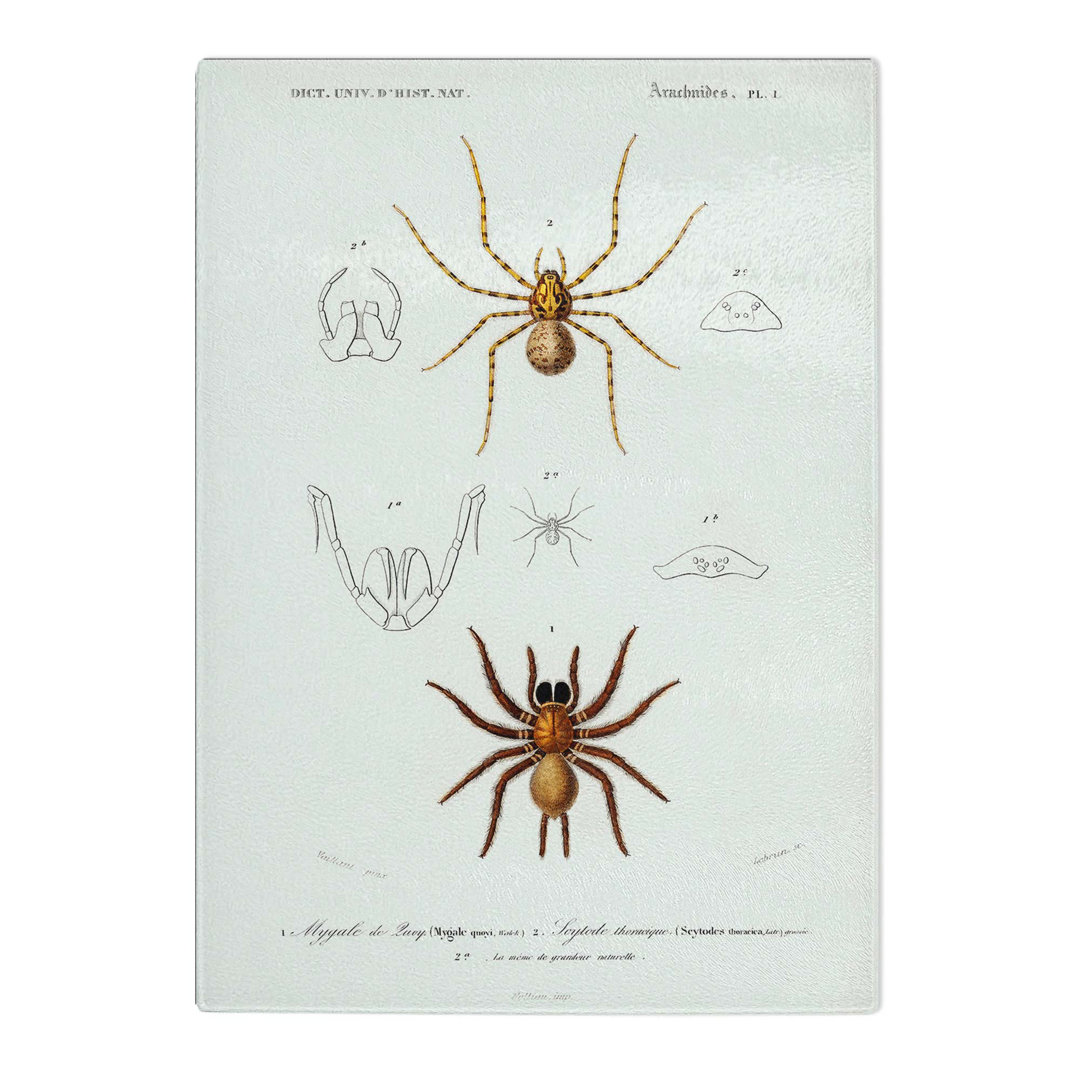 Tempered Glass Spider Illustrations PL. 7 by Charles D' Orbigny Chopping Board