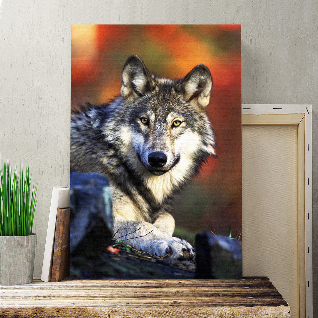 Wolf Resting Photographic - Wrapped Canvas