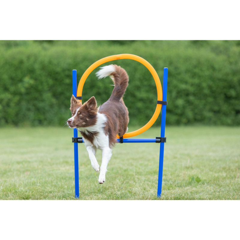Adjustable Blue and Orange Dog Agility Training Ring