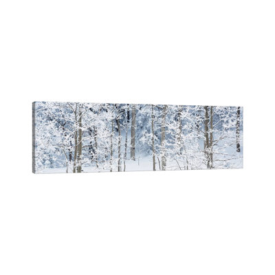 " Aspen Trees Covered With Snow, Taos County, NM " by Panoramic Images