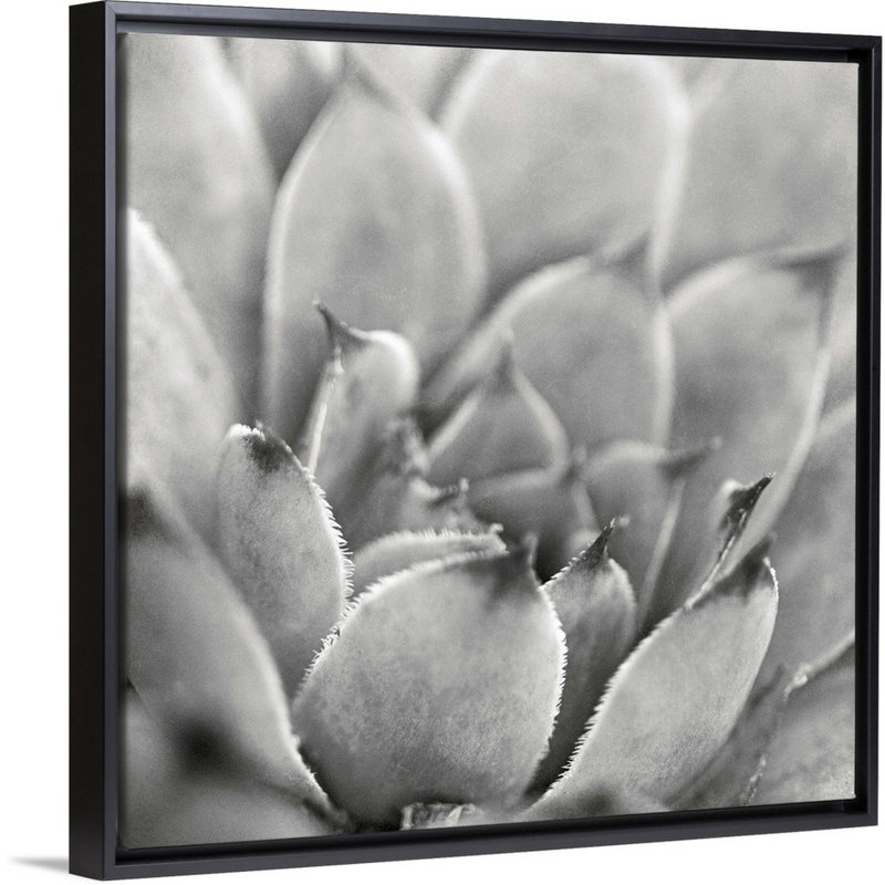 «Garden Succulent I», art mural sur toile, H 20 po x l 20 po x P 1,75 po, Toile avec cadre noir