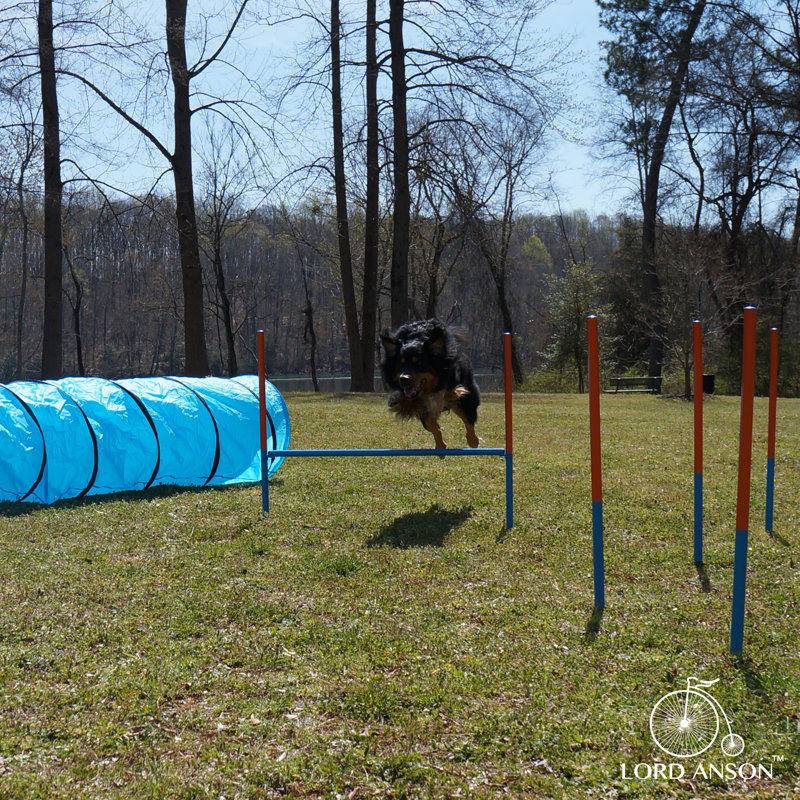 Adjustable Blue Dog Agility Training Set with Tunnel and Poles
