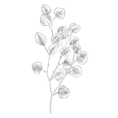 Croquis d'eucalyptus III