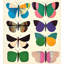 Fluttering Grace 5 - Unframed-1818695238