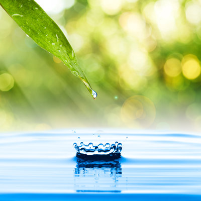Jordann Water Drop From Green Leaf - Wrapped Canvas Print