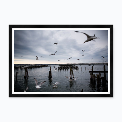 Gull Gathering - Photographie avec cadre photo