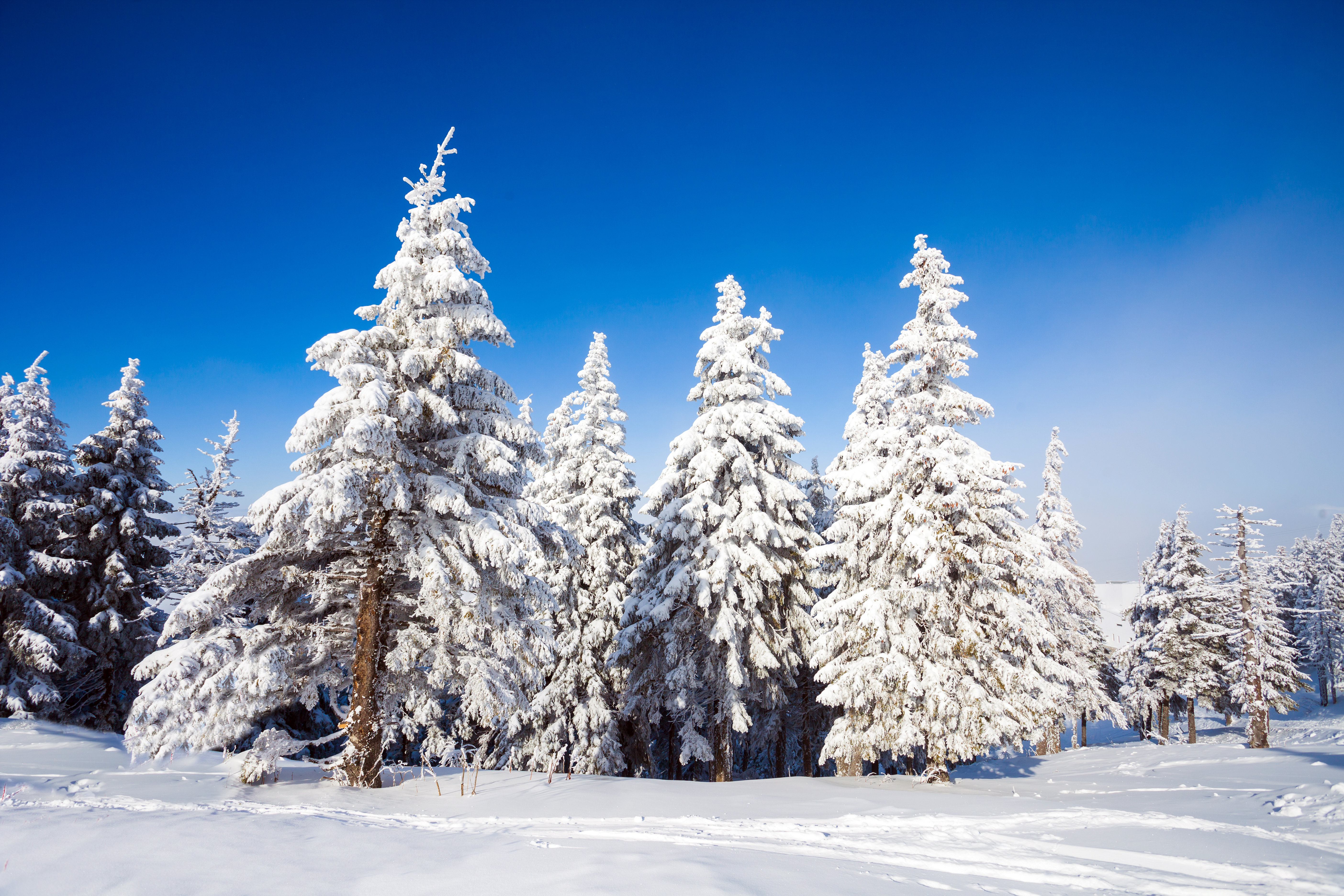 Alpen Home Henryville Pine Trees in Snow - Wrapped Canvas Photograph ...