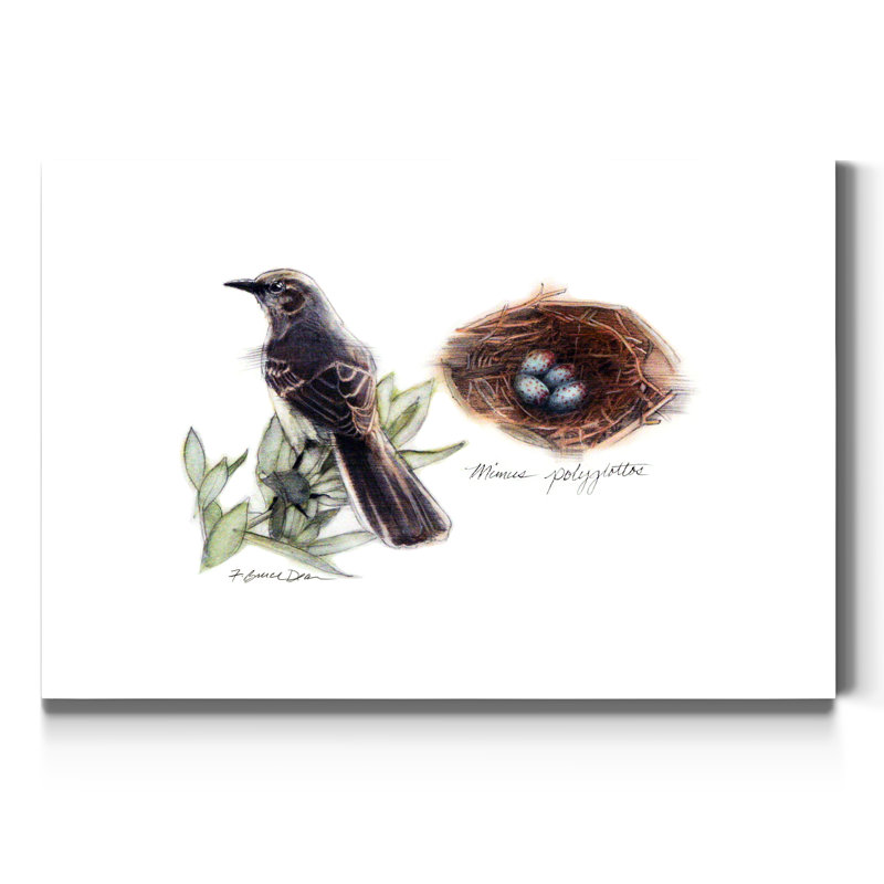 «Bird and Nest Study I», reproduction sur toile tendue, H 48 po x l 32 po x P 1 po