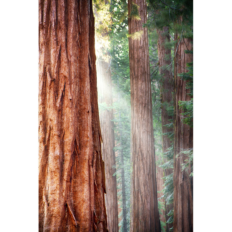 Redwoods, Yosemite - Wrapped Canvas Print, 30cm H x 20cm W x 3.8cm D