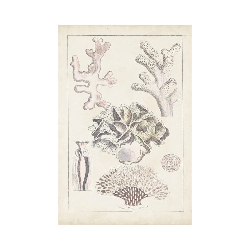 Antique White Coral IV by Vision Studio - Wrapped Canvas Print, 20.32 cm H x 30.48 cm W