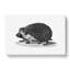Hedgehog Illustration - Wrapped Canvas Print-55304541