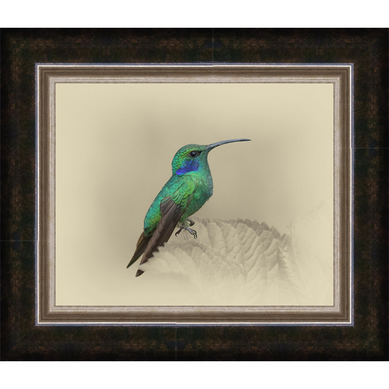 «Green Violet Ear Hummingbird», reproduction d'impression sur toile encadrée