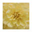 « wall fleur ii », photographie sur toile tendue-859270735
