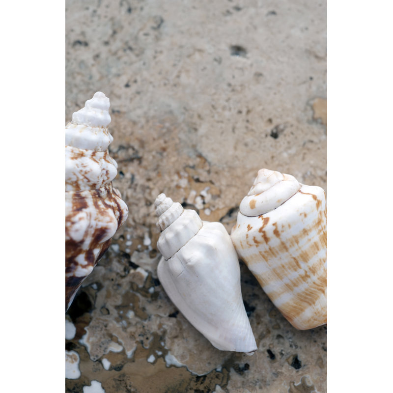 Gifts of the Shore IV by Elena Ray - Photograph, 122 cm H x 81 cm W, Black Floater Framed