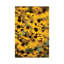 Focus by David Gardiner - Gallery-Wrapped Canvas Giclée on Canvas-661156698-630060600
