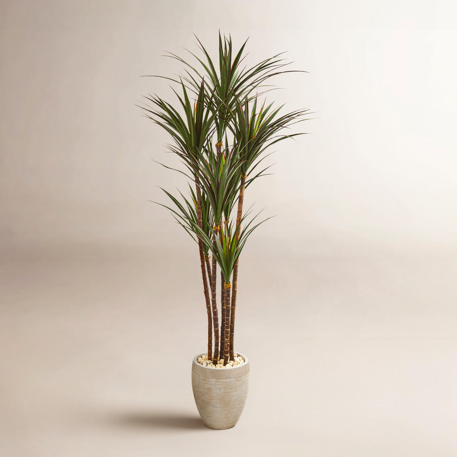 68" Yucca Tree in Pot
