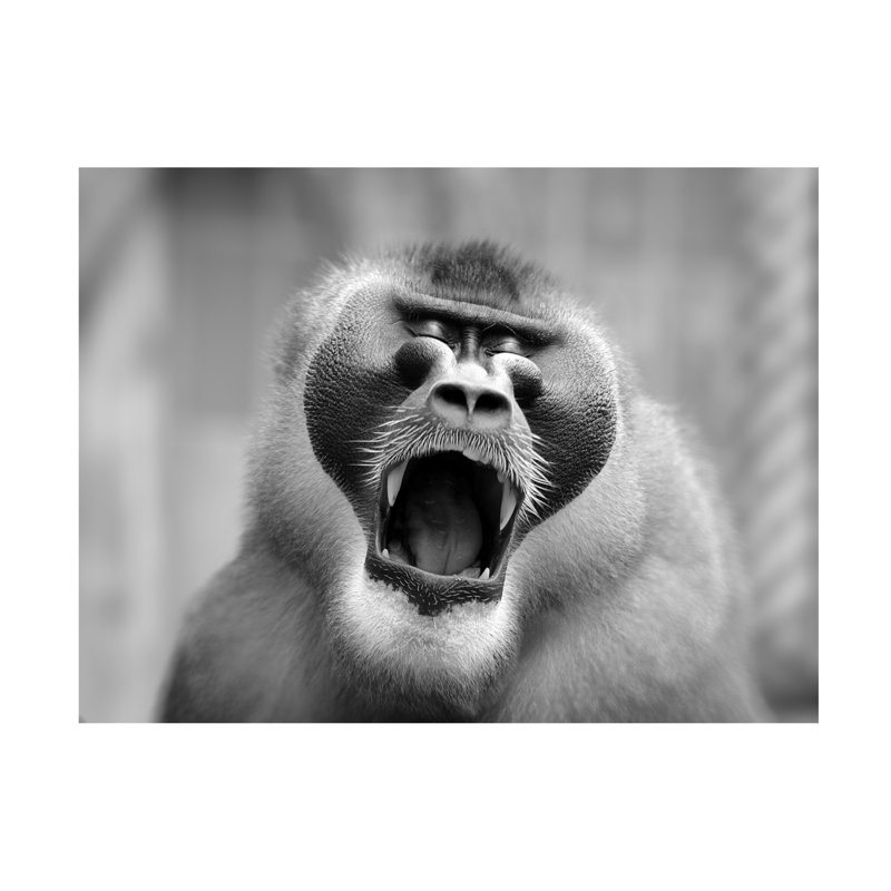 Antje Wenner-Braun The Yawn I Canvas Art, 14" H x 19" W