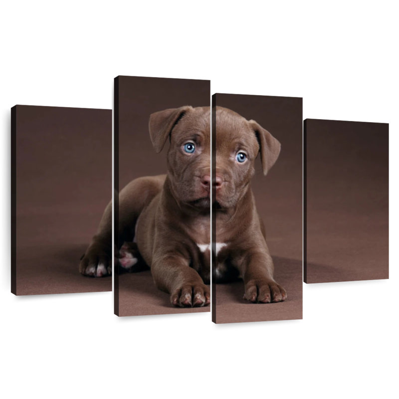 Chiot Brampt Pit Bull, H 22 po x l 36 po