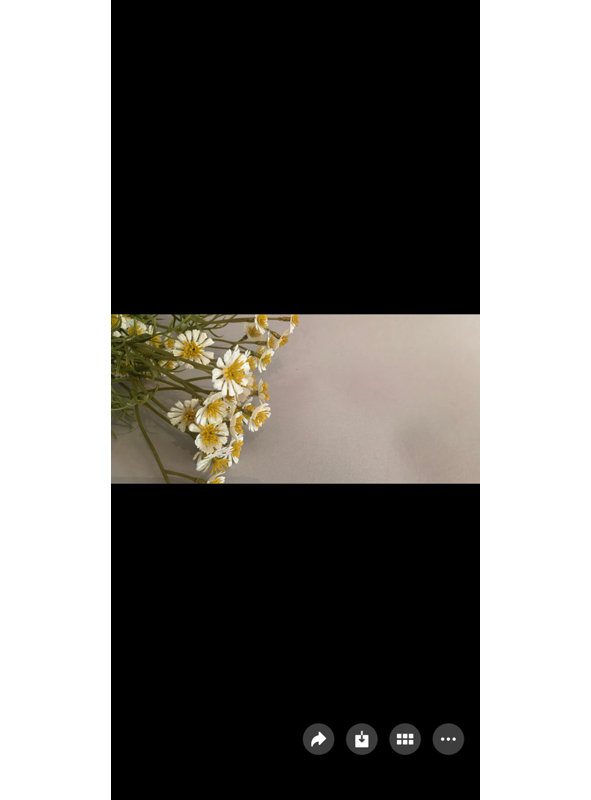 Daisy Bundle
