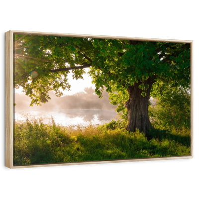 Solitary Oak Tree