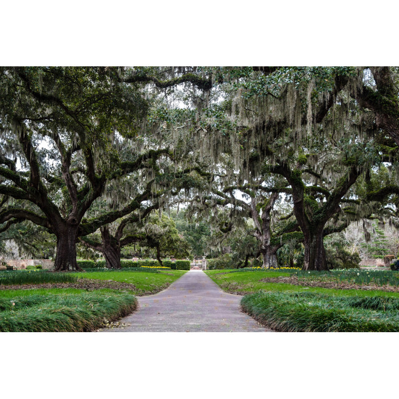 Southern Beauty - Impression sur toile tendue, H 8 po x l 12 po x P 1 po