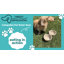 Bols pliables pour animaux de compagnie - ensemble de 2 bols en silicone brun (12 oz) pour chats et chiens, portables pour le voyage, la randonnée et le camping