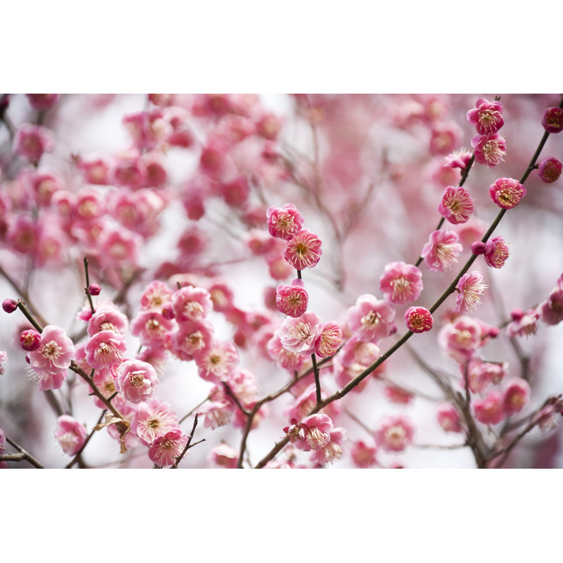 Plum Blossoms by Ooyoo, 20" H x 30" W