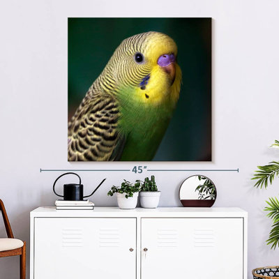Budgie Close Up