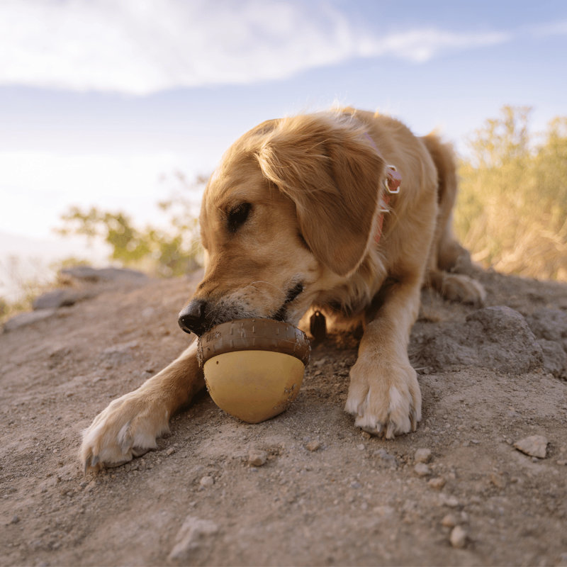 The Best Of Bark Super Chewer Accessories