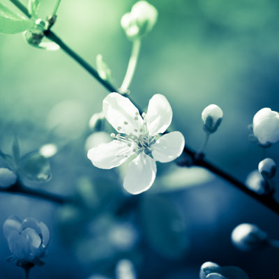 Close Up Of A White Cherry Blossom Flower - Wrapped Canvas Print