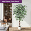 Ficus artificiel bordé de feuilles blanches panachées 5 pi 6 pi 7 pi avec pot à fleurs blanc réaliste pour décoration de bureau-1265027109-1268333253