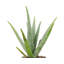 Live Aloe Vera Plant, 6" Diameter