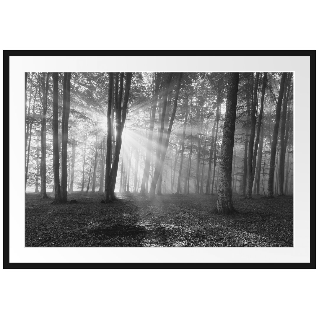 Gerahmtes Poster Wald mit Sonnenstrahlen