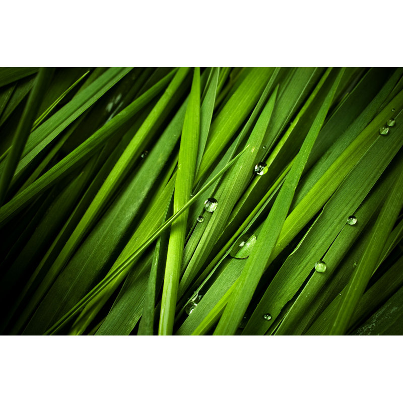 Evergreen Grass - Photographie sur toile tendue, H 8 po x l 12 po