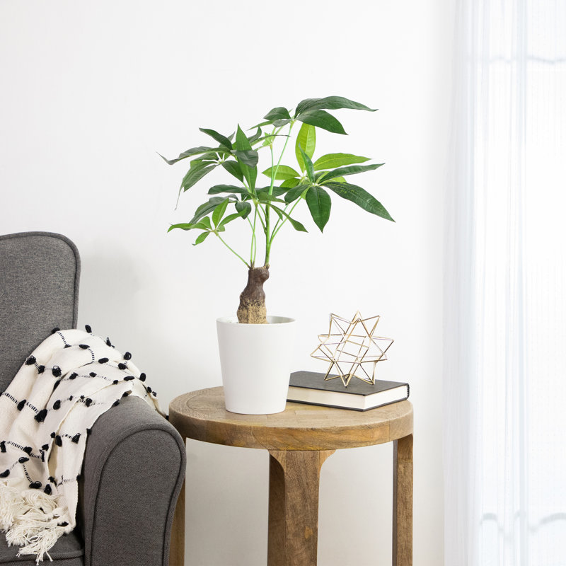 20 plantes