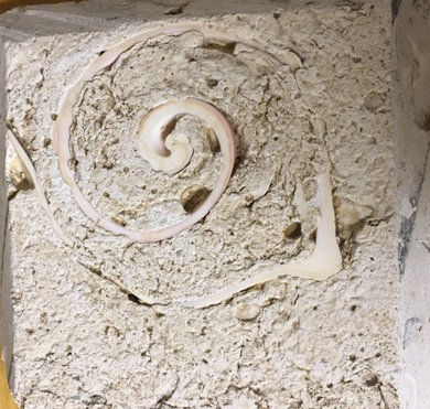 6" x 6" SeaStone Cut Shell Scroll Fossil Bevel Edge Medallion Tile in Buff