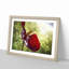 Red Anthurium Flower - Picture Frame Photograph Print-55597968-55597969