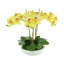 Orchids Arranged in Fiberstone Planter-1808265651