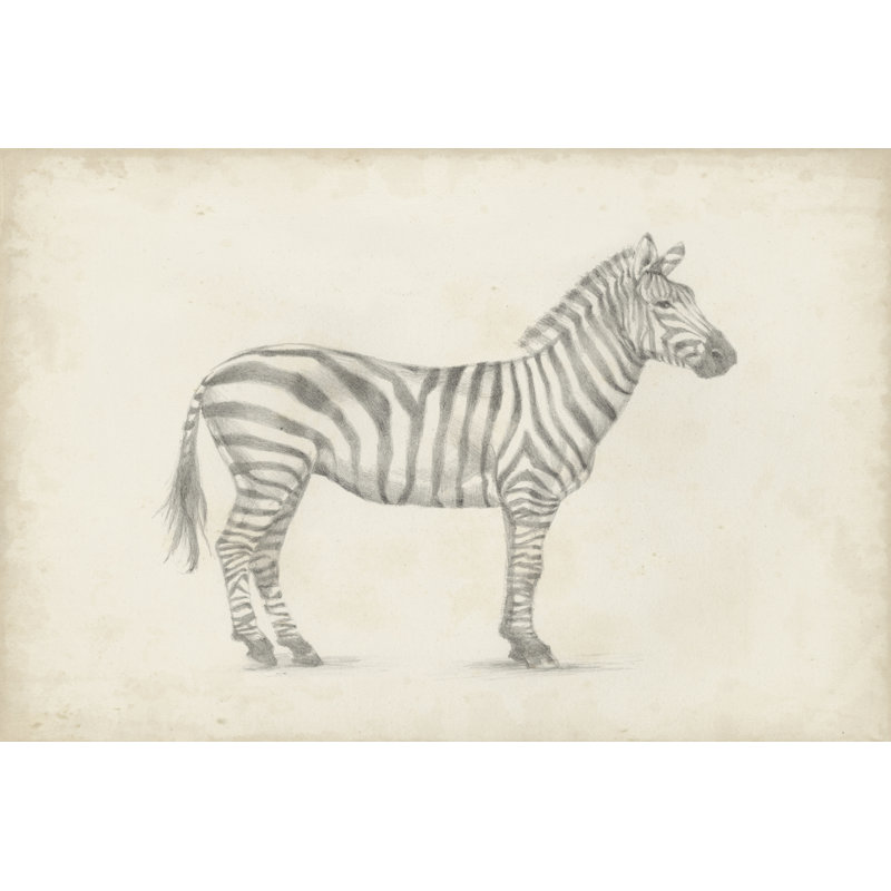 Zebra Sketch - Wrapped Canvas Print, 30cm H x 46cm W x 3.8cm D