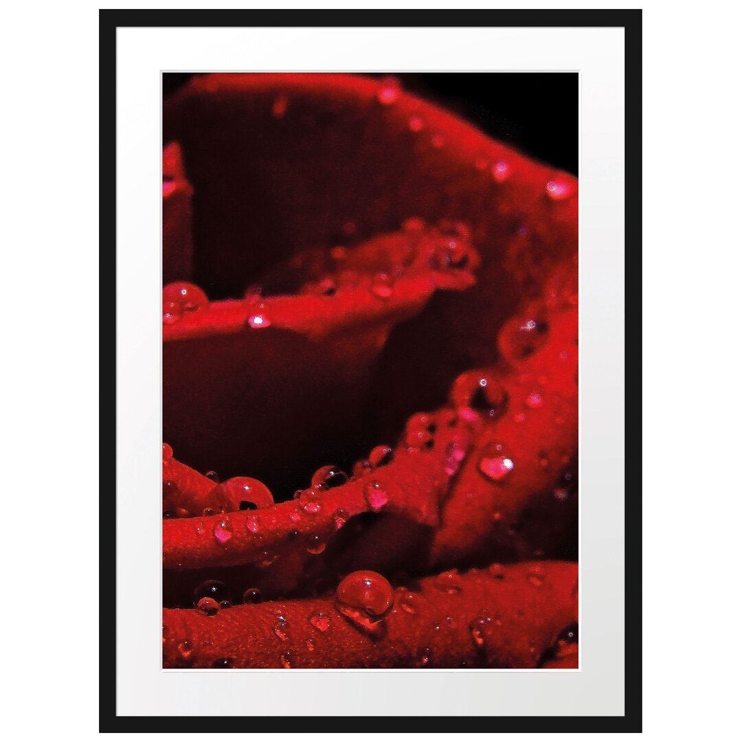 Gerahmtes Poster Tropfen auf roter Rose