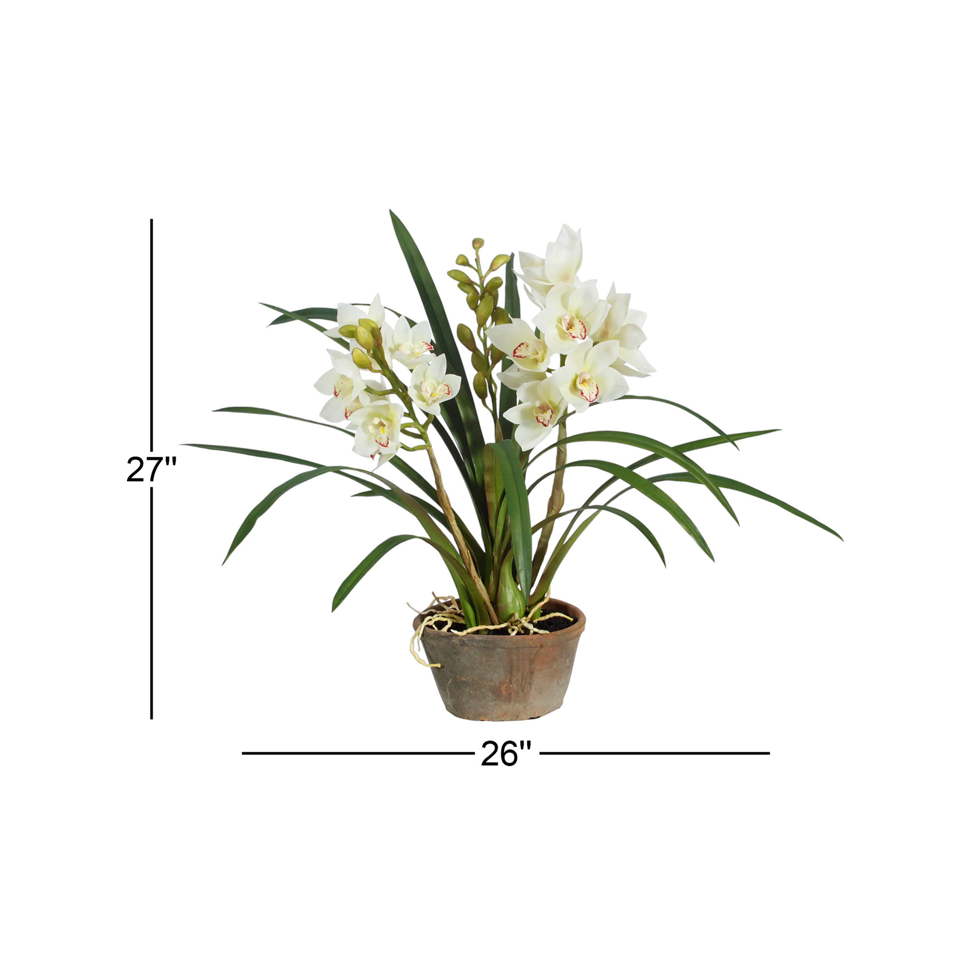 Cymbidium Orchids Floral Arrangement in Pot, White