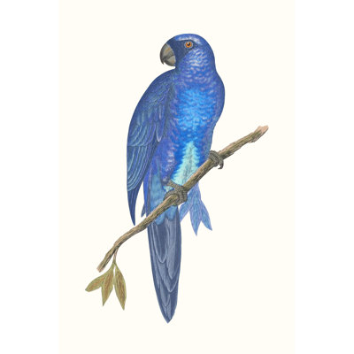 Blue Parrots III by Vision Studio - Wrapped Canvas Print