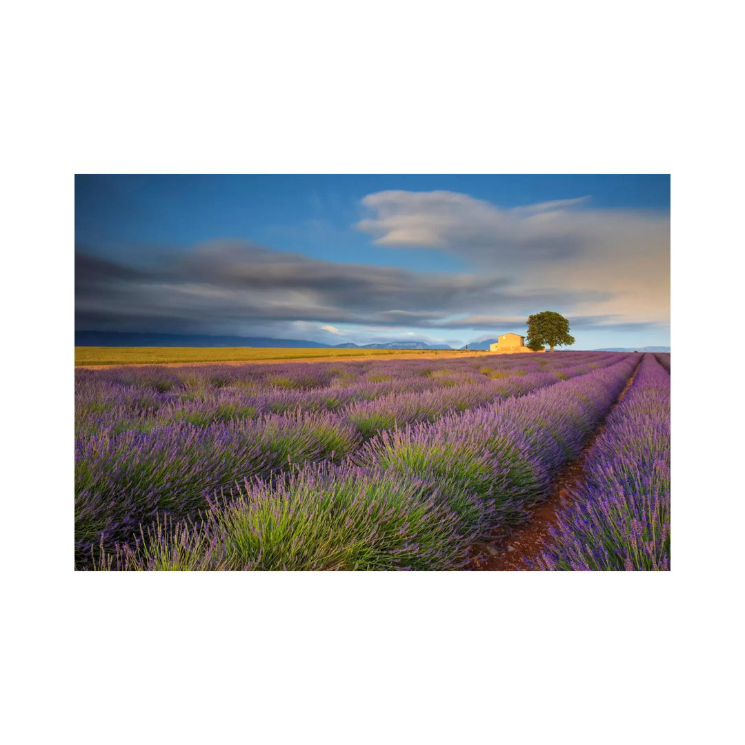 Worth The Wait, Provence, France by Jim Nilsen - Wrapped Canvas Gallery-Wrapped Canvas Giclée