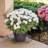 Saucer Plant Stand-32260094
