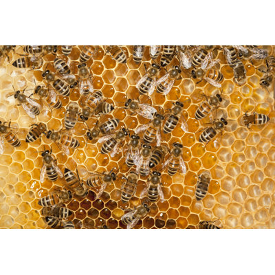 Bees on Honey Comb by Grafissimo